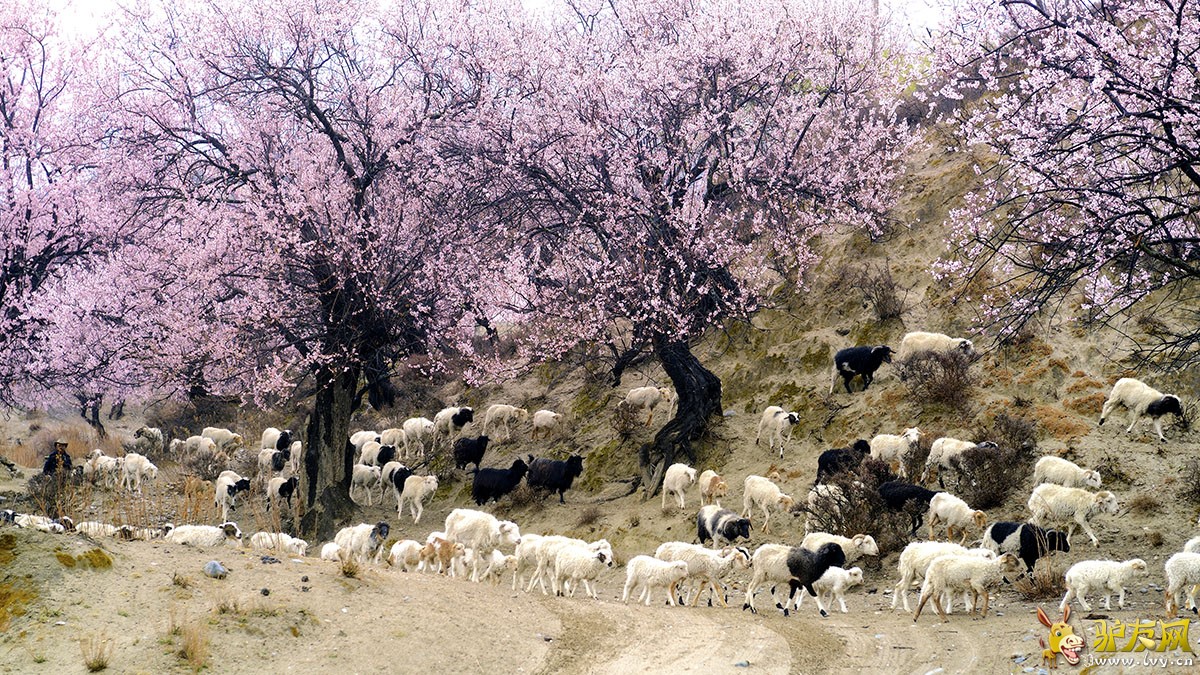 桃花4.jpg